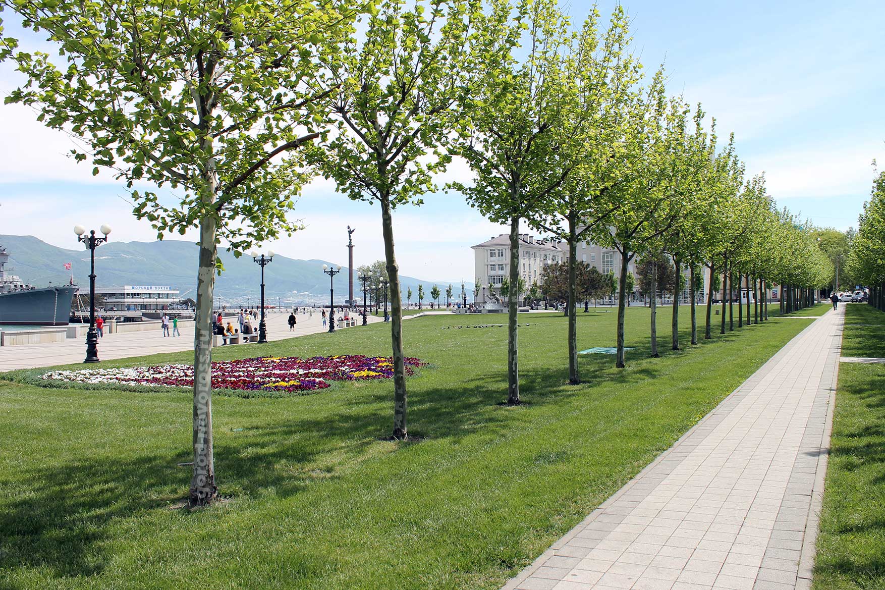 Турецкие деревья высадят на набережной Новороссийска