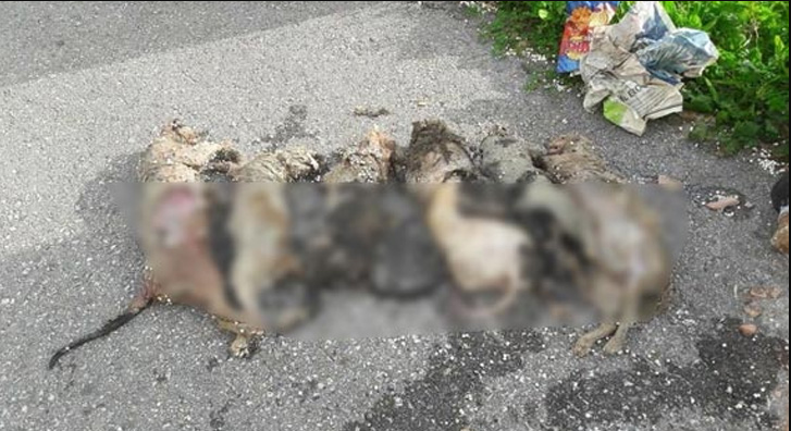 Массовое убийство кошек произошло в Аланье