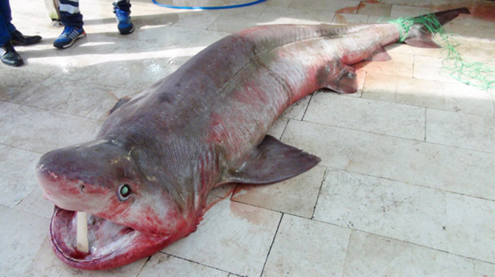 В Мерсине поймана акула длиной 4 метра