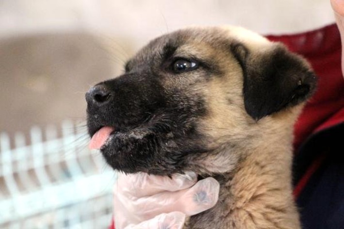  В Шанлыурфе жестоко избили 45-дневного щенка