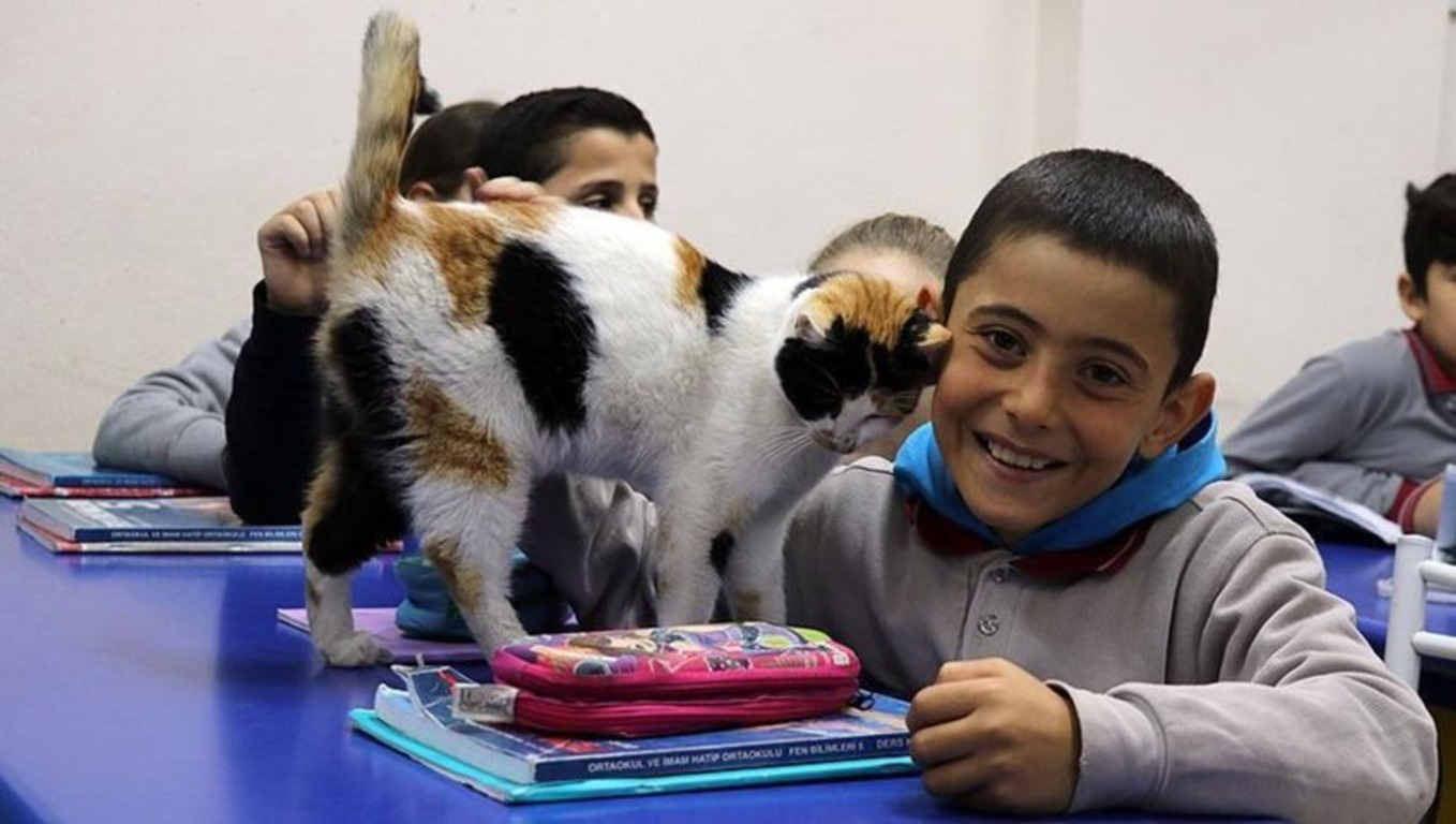 В турецкой школе появился необычный ученик