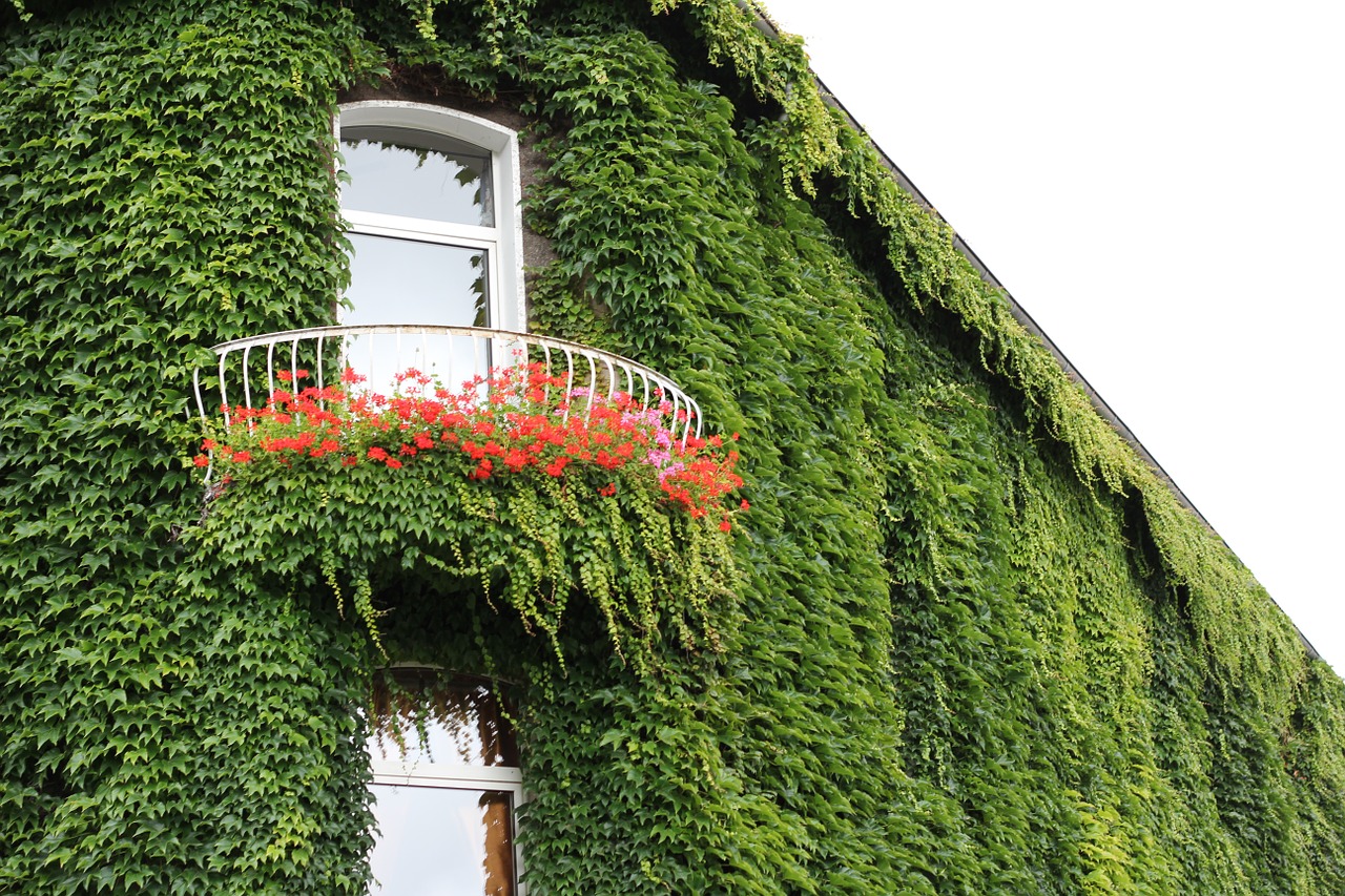  Декоративное растение на балкон, подходящее для жаркого и влажного климата Анталии 