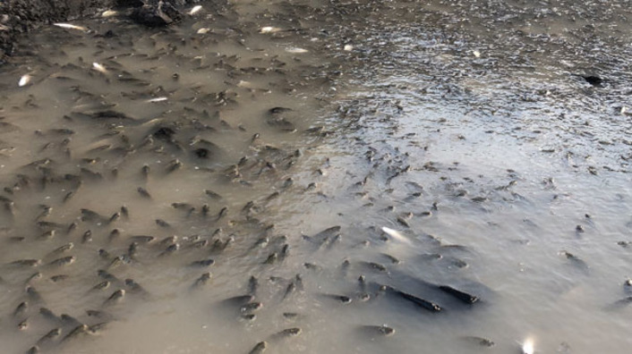 Тонны рыбы погибают без воды в Карсе