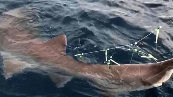 Анталийские рыбаки поймали на удочку 6-метровую акулу (фото+видео)