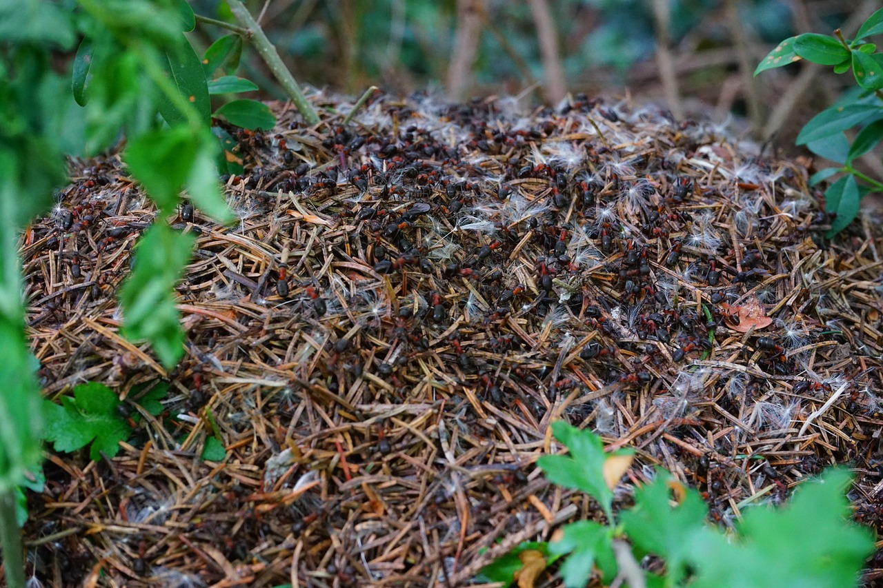 Турция: как бороться с вездесущими муравьями 