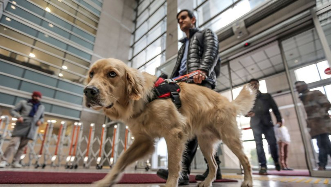 Слепой юрист в Стамбуле ходит в суд с собакой-поводырем