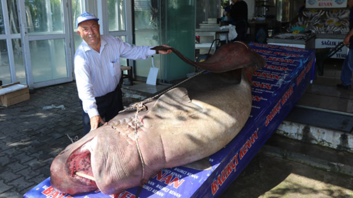 Турецкие рыбаки поймали акулу весом 1,2 тонны