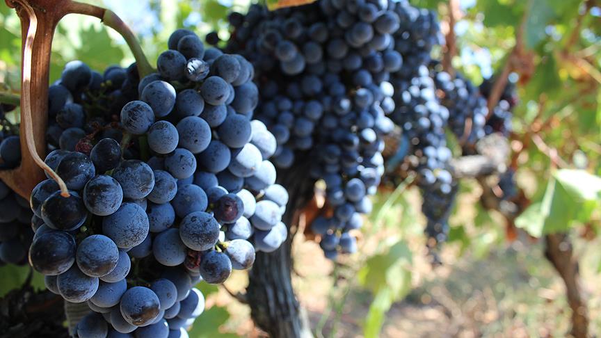 Сбор урожая винограда начинается в Эдирне