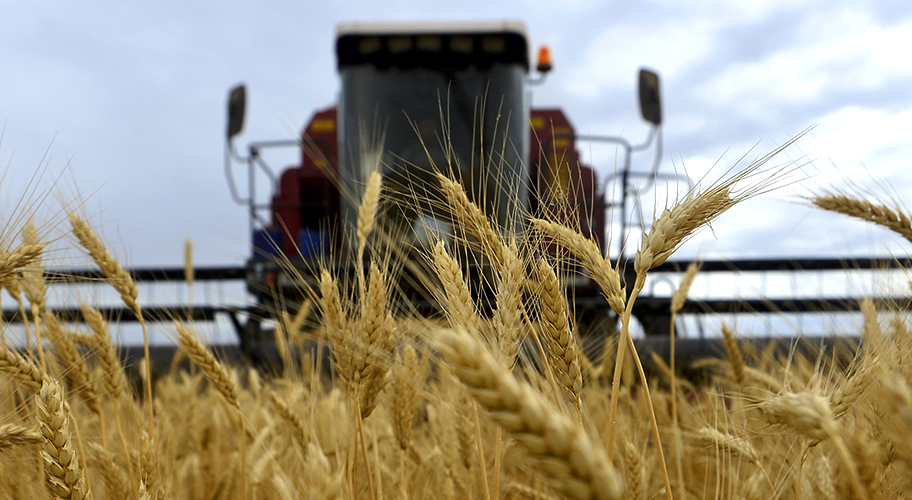 Турция уберет ограничения по импорту российского зерна  