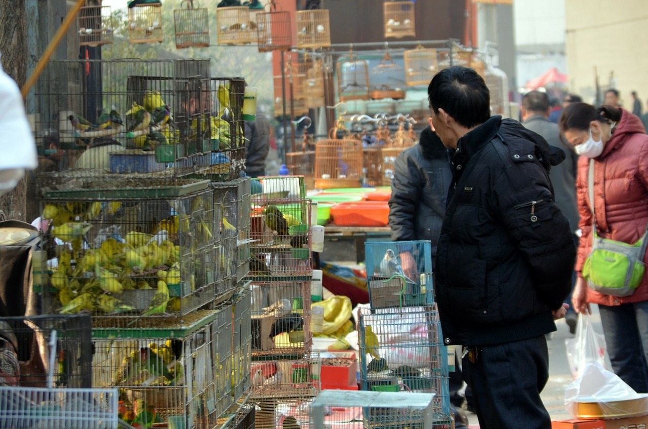 Где в Анталии продают животных? Есть ли здесь "птичий рынок"?