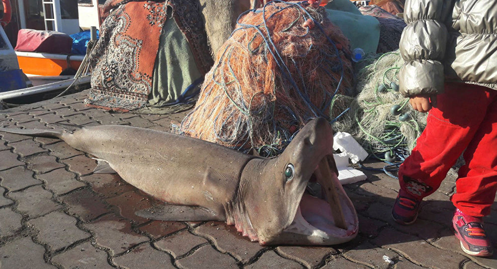 Акула была поймана в Мраморном море