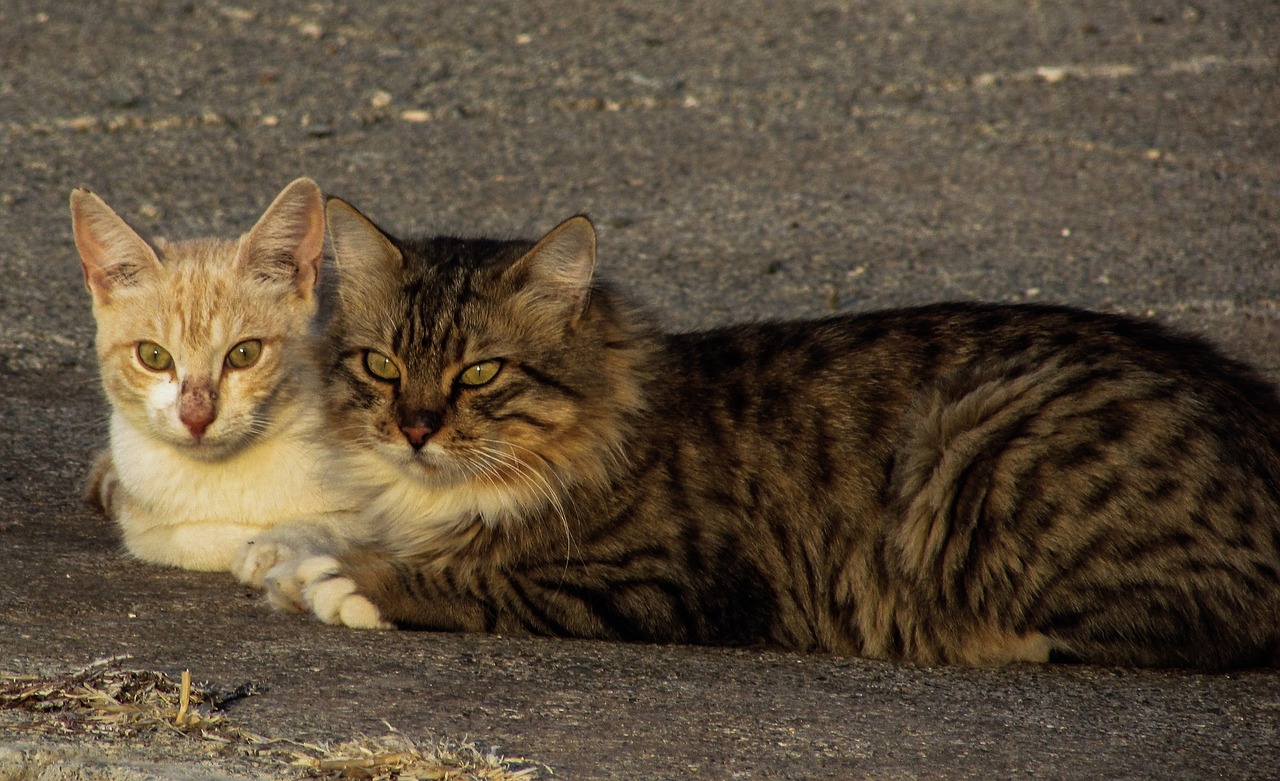 Какие документы нужны для перевозки кошек из России в Турцию?