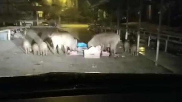 Дикие свиньи оказались на рынке Мармариса (видео)