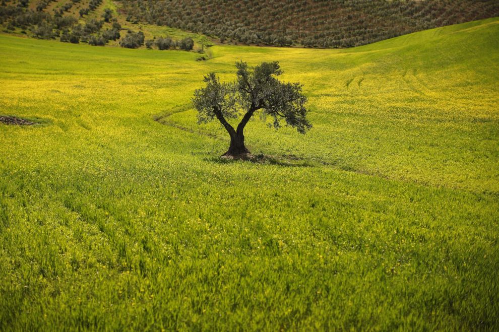 Турецкие фермеры ожидают рекордный урожай оливок