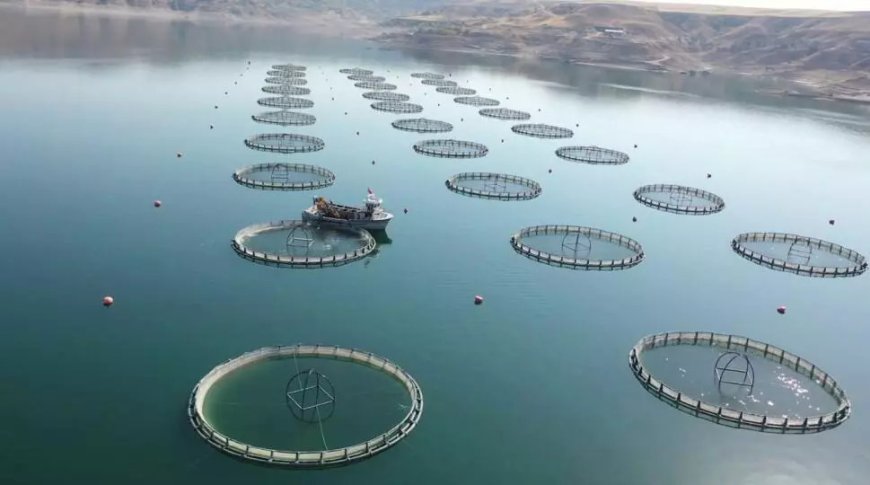Турция заняла 2-е место в мире по производству лосося
