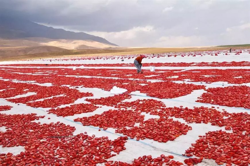 Турция экспортирует в Европу сушеные томаты