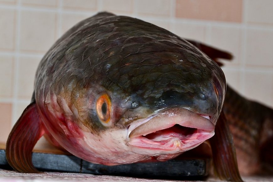 В Анталье рыбак поймал гигантскую рыбу