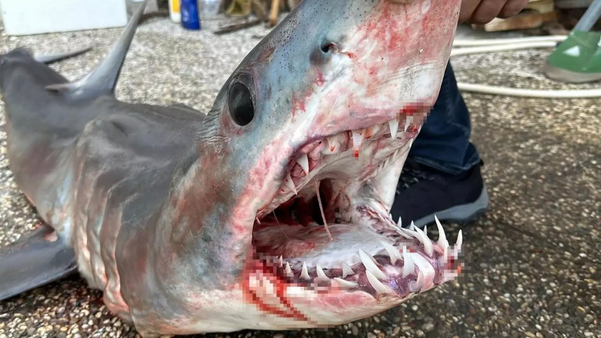 В Турции обнаружена уникальная акула