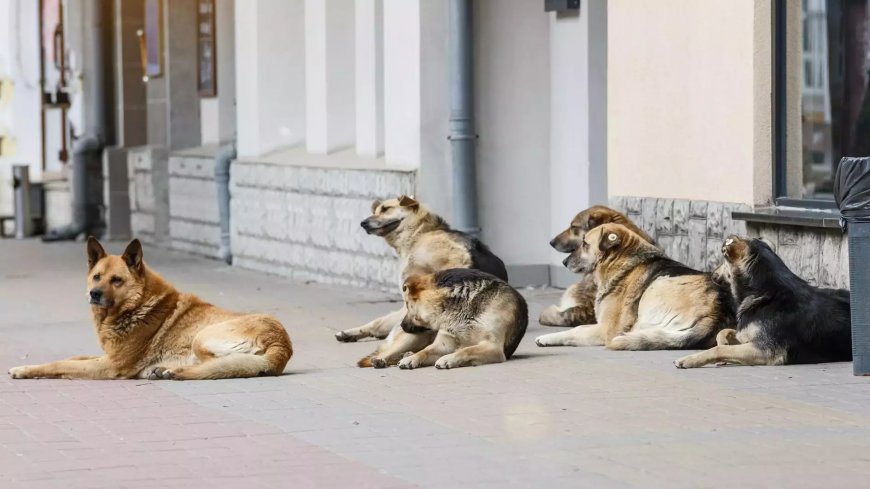 В Стамбуле предложили решение проблемы бездомных собак