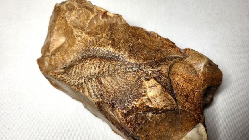 В Турции нашли окаменелость возрастом 15 млн лет