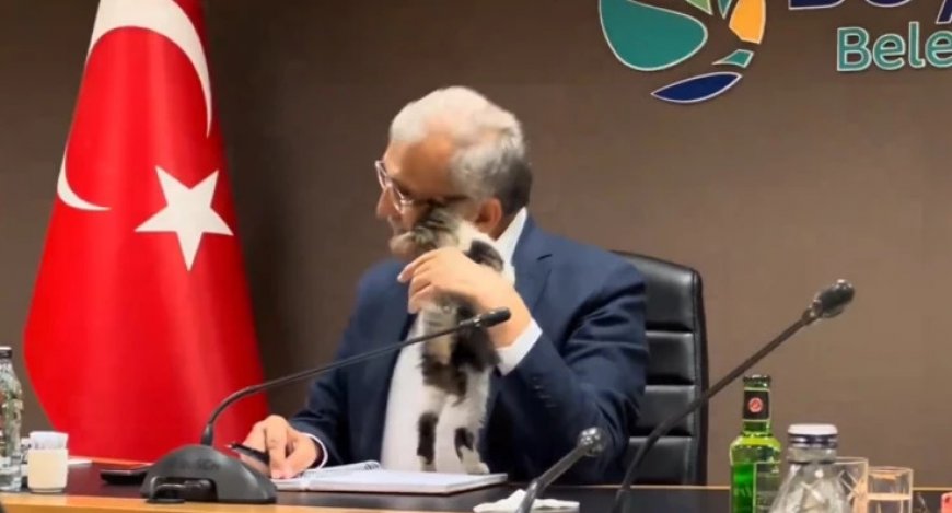 В Стамбуле кошка сорвала важное совещание