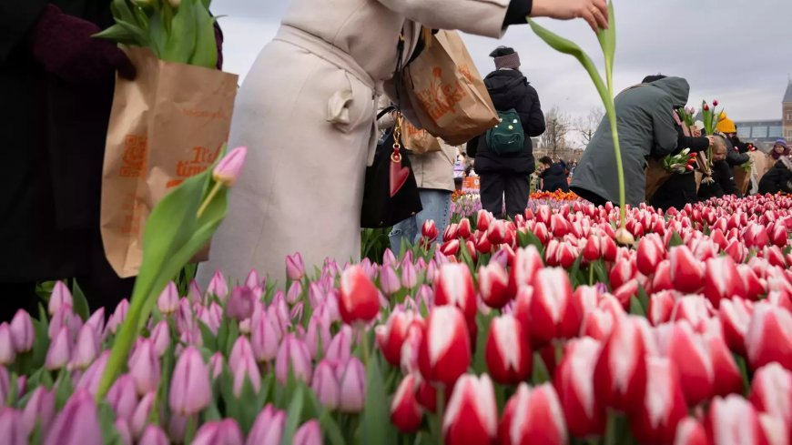 В Анталье выращивают "водные тюльпаны"