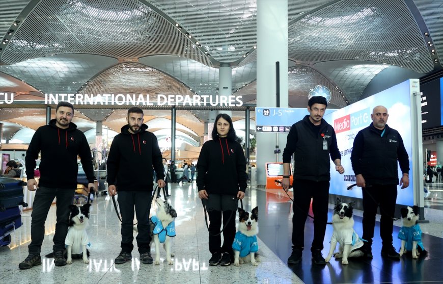 В Стамбульском аэропорту начали работу собаки-терапевты