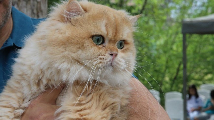 В Турции провели конкурс красоты для кошек
