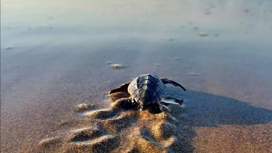 Начался сезон кладки морских черепах в Анталье