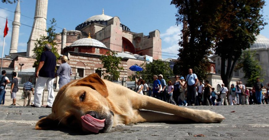 В Турции предлагают усилить меры по стерилизации собак