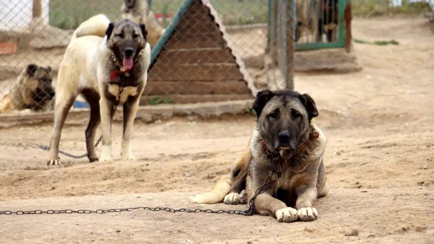 Более 20 бродячих собак найдены мертвыми в Йозгате
