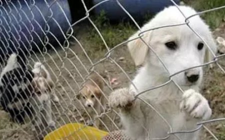 В Турции  разъяснили закон о бездомных собаках