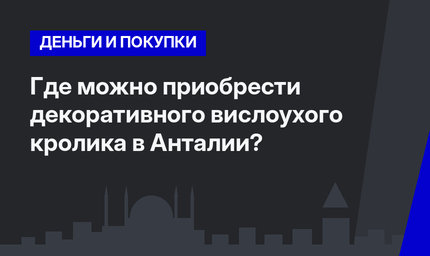 Где можно приобрести декоративного вислоухого кролика в Анталии? 
