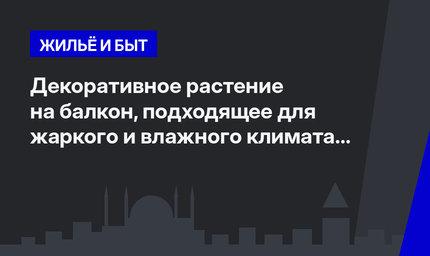  Декоративное растение на балкон, подходящее для жаркого и влажного климата Анталии 