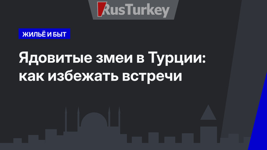 Ядовитые змеи в Турции: как избежать встречи