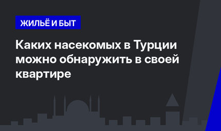 Каких насекомых в Турции можно обнаружить в своей квартире