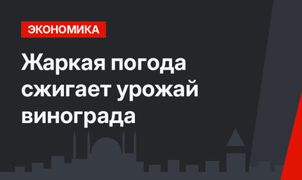 Жаркая погода сжигает урожай винограда
