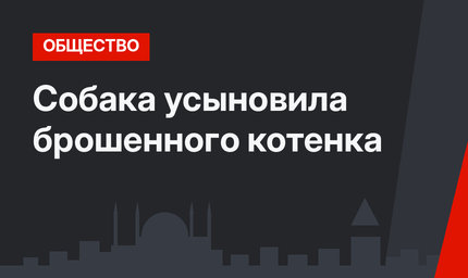 Собака усыновила брошенного котенка