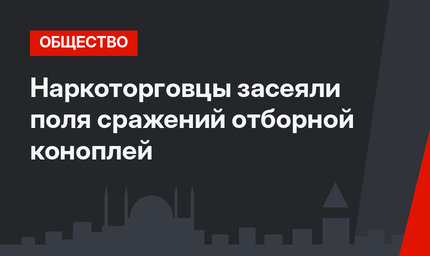 Наркоторговцы засеяли поля сражений  отборной коноплей