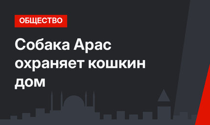  Собака Арас охраняет кошкин дом