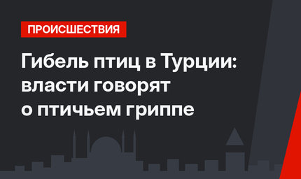 Гибель птиц в Турции: власти говорят о птичьем гриппе