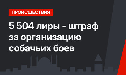 5 504 лиры -  штраф за организацию собачьих боев