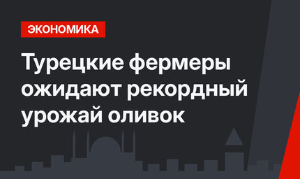 Турецкие фермеры ожидают рекордный урожай оливок