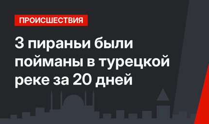 3 пираньи были пойманы в турецкой реке за 20 дней
