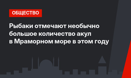 Рыбаки отмечают необычно большое количество акул в  Мраморном море в этом году