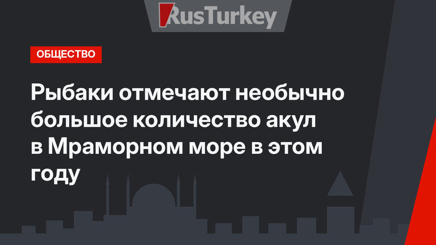 Рыбаки отмечают необычно большое количество акул в  Мраморном море в этом году