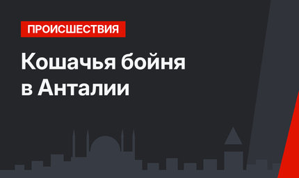  Кошачья бойня в Анталии