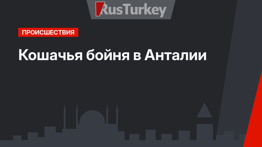 Кошачья бойня в Анталии