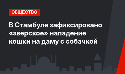 В Стамбуле зафиксировано «зверское» нападение кошки на даму с собачкой 