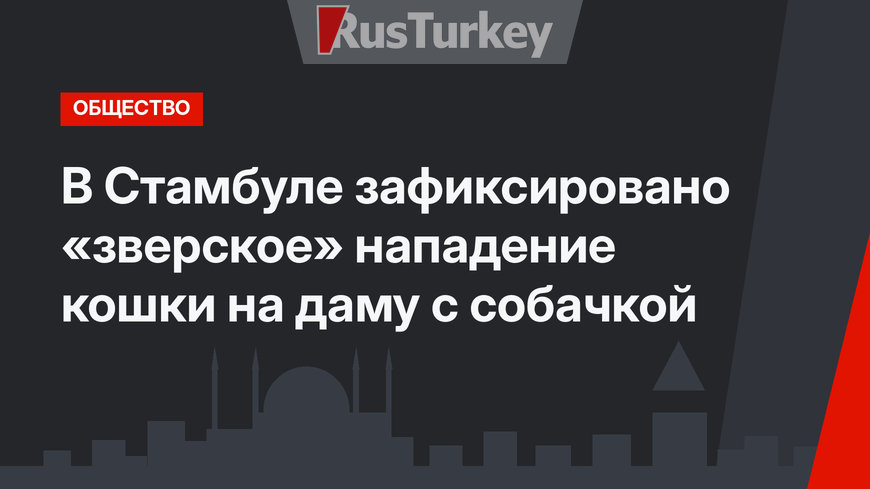 В Стамбуле зафиксировано «зверское» нападение кошки на даму с собачкой 